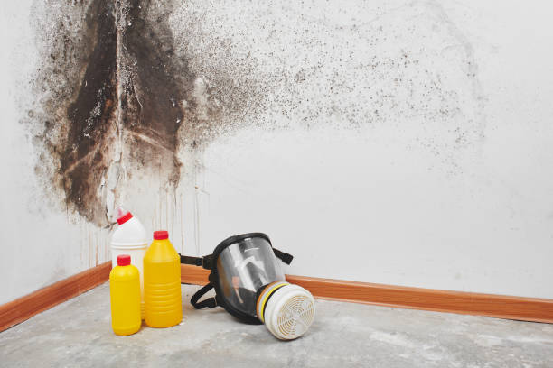 Best Attic Mold Remediation in Bradley, WV