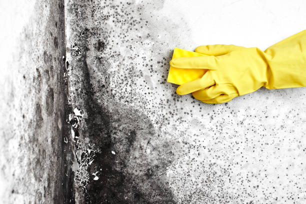 Best Health and Safety Mold Remediation in Bradley, WV
