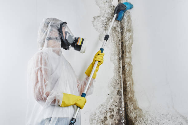 Best Mold Testing and Inspection Services in Bradley, WV