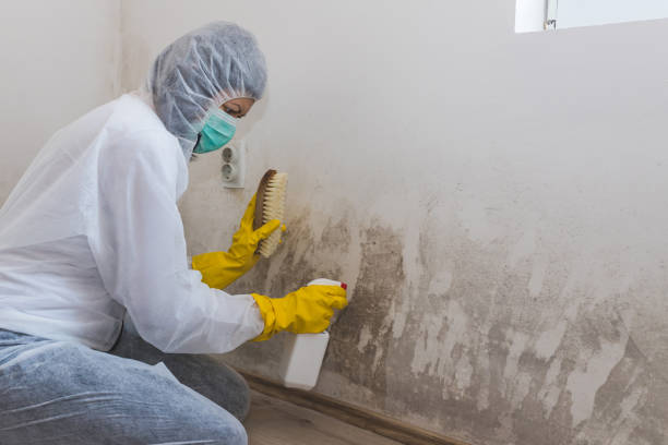 Best Bathroom Mold Remediation in Bradley, WV