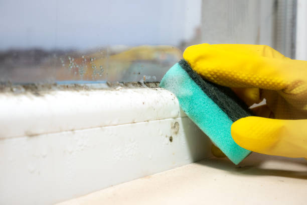 Trusted Bradley, WV Mold Remediation Experts
