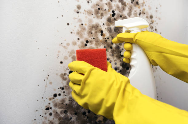 Best Residential Mold Remediation in Bradley, WV