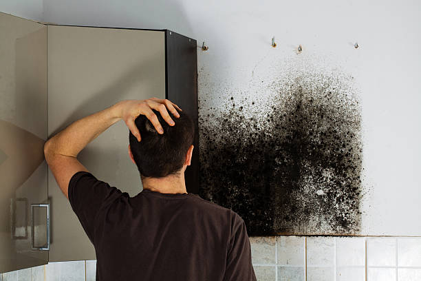 Professional Mold Remediation in Bradley, WV