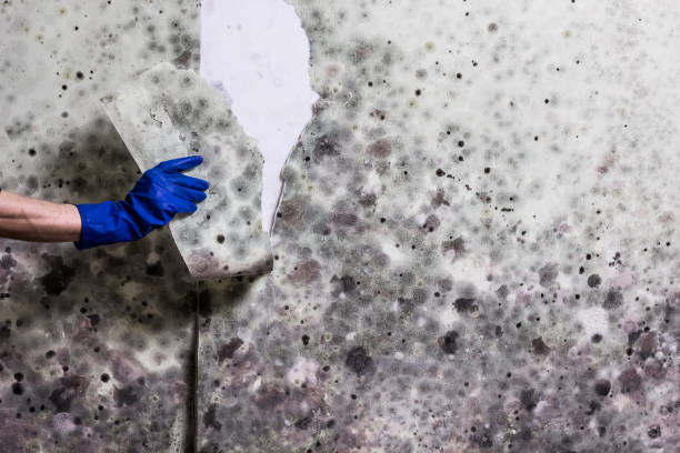 Best Kitchen Mold Remediation in Bradley, WV