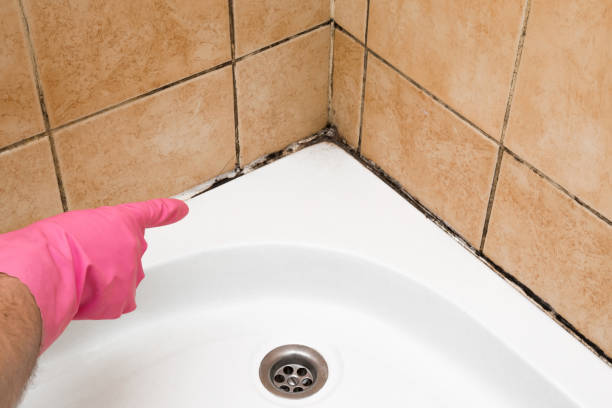 Best Residential Mold Remediation in Bradley, WV